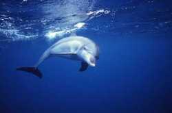 御蔵島 子供イルカ