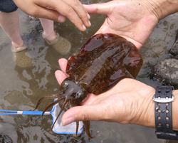 鎌倉海岸 023.jpg