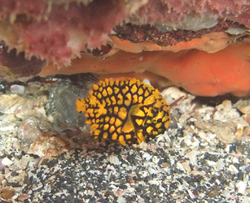 マツカサウオ