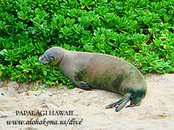 HawaiianMonkSeal.jpg