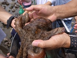 鎌倉海岸 020.jpg