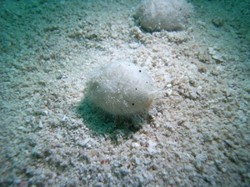 不思議生物「ブンブク」