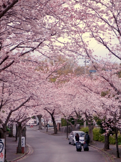 izusakura.JPG