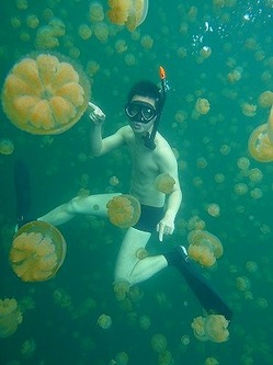 jellyfish.jpg