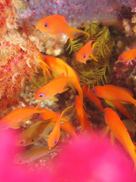 kingyo322.jpg