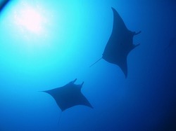 manta.jpg