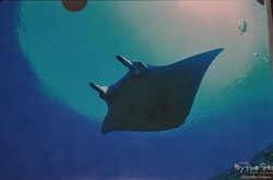manta0409.jpg