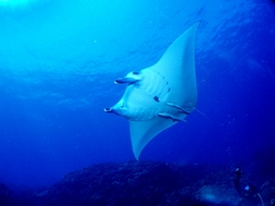 manta0707.jpg