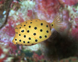 minamihakofugu_yg_9910.jpg