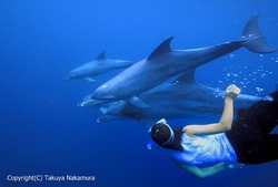 s-dolphin0502.jpg