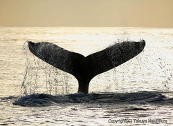 s-tail.jpg