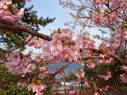 sakura03201.jpg