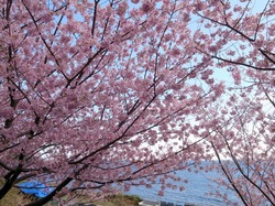 sakura03202.jpg