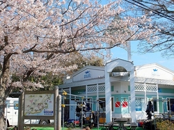 sakura0408.jpg