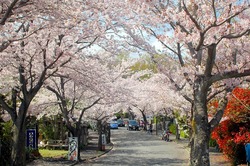 sakura0411.jpg