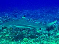 shark0509.jpg