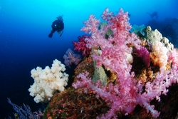 softcoral0630.jpg