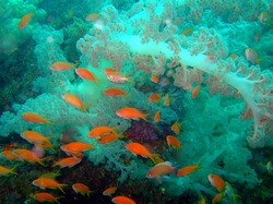 softcoral1226.jpg