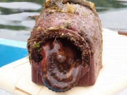 tako0619.jpg