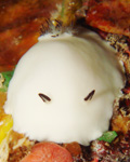 tp_snowball.jpg