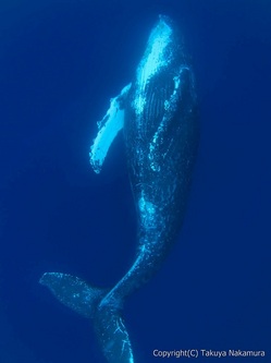 whale.jpg