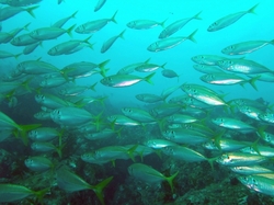 アジ群れ.jpg