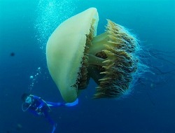 エチゼンクラゲ（葉山沖）