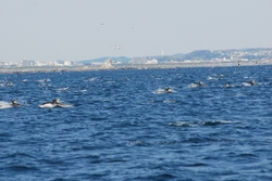 カマイルカの群れ.jpg