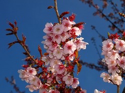 桜.jpg